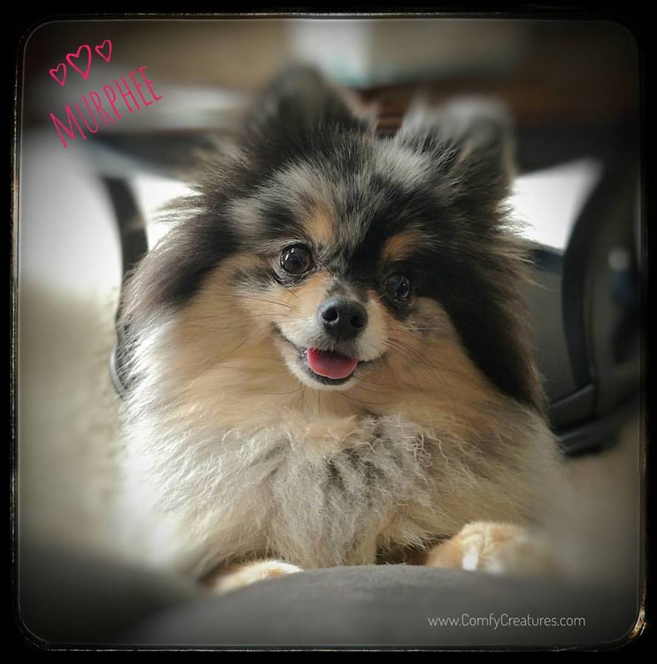Murphee loves our pet care services